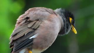 Common Myna II Acridotheres tristis II Dangre Rupi  डाङग्रे रूपी [upl. by Edaw808]