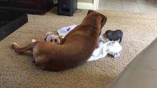 Mini Piglets Playing with Boxer [upl. by Stacia]