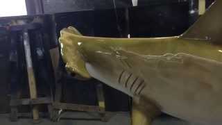 Golden Hammerhead Shark [upl. by Mayman397]