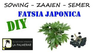 sowing the Fatsia japonica [upl. by Ailimat]