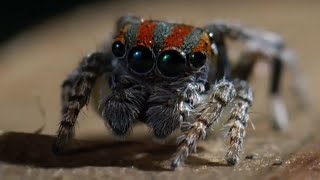 Best Spider Moments  Top 5  BBC Earth [upl. by Nadiya]