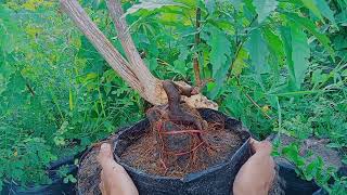 Penataan akar dan Pemilihan cabang bahan bonsai AMPLAS HITAM Ficus ampelos [upl. by Oilerua]