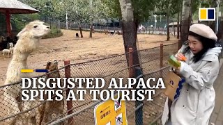 Disgusted alpaca spits at tourist in China [upl. by Eecram]