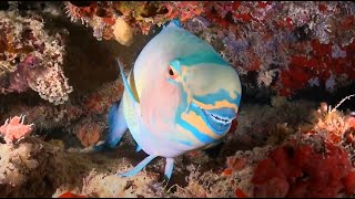 Why Parrotfish are Important [upl. by Asiel]