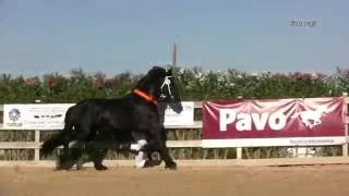 FRISONES DE LA CRUZPEERKE FRV CAMPEON DE ESPAÑA 2016 [upl. by Bogusz265]