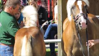 Pferdemarkt Schöder 2016 [upl. by Nellie]