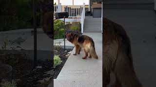 This Dog Brought a Raccoon Home😍 [upl. by Katzen245]