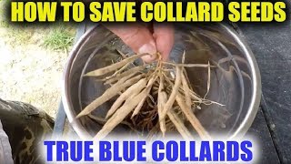 How To Save Collard Seeds  True Blue Collards [upl. by Hulbert]