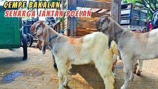 Update Harga Kambing hari ini di Pasar Hewan WlingiBlitar Kamis 02 November 2023 [upl. by Oremodlab]