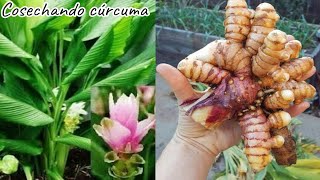 cosechando la siembra de cúrcuma en casa cúrcuma longa [upl. by Ikairik]