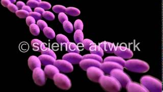 Acetobacter bacteria stock videos by science artwork [upl. by Wearing627]