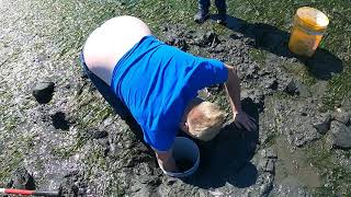 Digging Geoduck Clams In Port Townsend Bay Washington State [upl. by Grewitz]