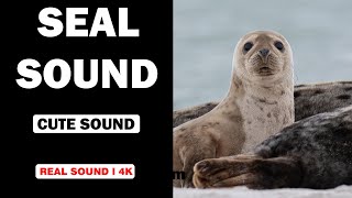 Real Seal Sounds  High Quality  Cute Seal Sound Experience  4K [upl. by Nairbal]