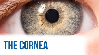 The Cornea [upl. by Parthena199]