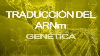 Traducción del ARNm Parte 1  Genética [upl. by Alanah]