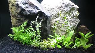 More Plants for Nano Shrimp and Endlers Aquascape 9724 [upl. by Batty431]