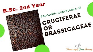 Economic importance of Family Cruciferae or Brassicaceae [upl. by Nnomae578]