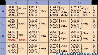 Salud Educación GENETICA Y SU CODIGO LCL [upl. by Aufa]