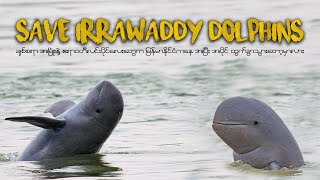 Save Irrawaddy Dolphins [upl. by Alena]