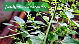 Adding medicinal plants to our Home Garden  Acalypha canescens [upl. by Utta]