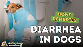 Diarrhea in Dogs How To Quickly Treat At Home [upl. by Annalee]