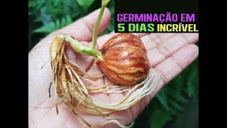 👉 GERMINAR SEMENTE DA CASTANHA PORTUGUESA EM 5 DIAS 🌱 VEJA O PROCESSO COMPLETO AQUI🌱🌳 [upl. by Nerek]