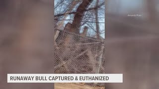 Bull escapes from Iowa State Fairgrounds before being euthanized [upl. by Adlay863]