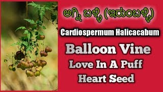 ಅಗ್ನಿ ಬಳ್ಳಿ Cardiospermum Halicacabum Balloon Vine Heart Seed [upl. by Ayatnohs538]