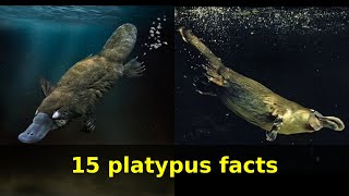 Platypus facts Learn15 facts about Platypuses [upl. by Llien943]