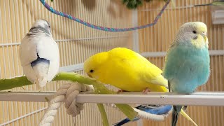 10 Hr Happy Singing amp Eating Parakeet Budgies Birds Reduce Stress of Lonely Quiet Birds [upl. by Torrance306]