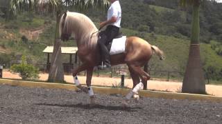 Malboa Cavalo Lusitano Palomino Hipica Rancho Novo [upl. by Annek]