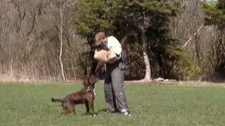 leavitt Bulldog Xman Personal protection training [upl. by Daniels]