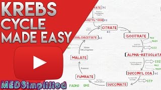 KREBS CYCLE MADE SIMPLE  TCA Cycle Carbohydrate Metabolism Made Easy [upl. by Lezlie]