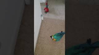 Macaw talking [upl. by Novehc420]