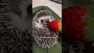 Falling hedgehogs bring unexpected surprises animals love shorts [upl. by Mina]