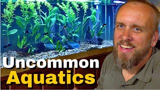 What is Uncommon Aquatics [upl. by Mehta]