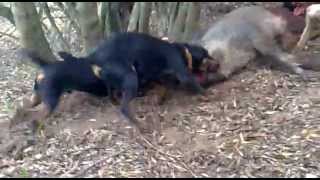 caza de jabali con jagdterrier afijo encinomadas en el barranco de los mendondos [upl. by Ynnaj]