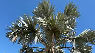 Trip to Spain September 2024 Palm species growing in Alicante Valencia [upl. by Samira520]