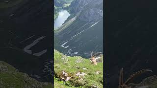 Ein Mächtiger Steinbock🫶er geniest das Panorama🥰mein Kanal🍀Bergwelt Schweiz💫🇨🇭😊🇨🇭💫 [upl. by Welcy]