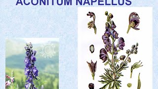 ACONITUM  ΑΝΤΙΜΕΤΩΠΙΣΗ ΟΞΕΩΝ ΚΑΤΑΣΤΑΣΕΩΝ ΜΕ ΟΜΟΙΟΠΑΘΗΤΙΚΗ [upl. by Llehsar243]