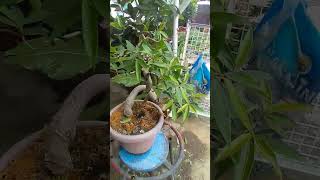 Ficus salicaria bonsai texas shortsyoutube shorts video foryou dipalotv5110 [upl. by Manard5]