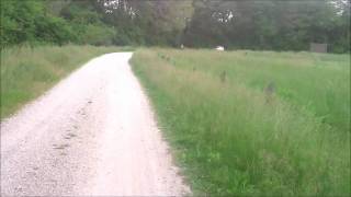 Dog chasing Deer [upl. by Floridia]