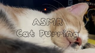 힐링되는 고양이 골골송 ASMR  Healing Cat Purring ASMR No Talking No Music [upl. by Neztnaj781]