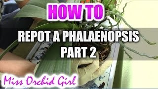 How to repot a Phalaenopsis Orchid Part 2 [upl. by Benji]