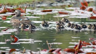 How to stop ducklings from falling through the cracks [upl. by Aneela]