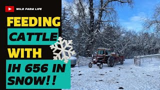 Feeding Cattle in Snow with IH 656 [upl. by Noed]