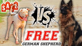 freeadoptiondog अब बिना पैसे दिए मिलेगा डॉग  Gsd for free adoption  bully kutta for sale [upl. by Ahsinit]