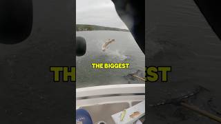 THIS GIANT FISH almost got away😱😱😱 fishing shorts outdoors [upl. by Tayyebeb]