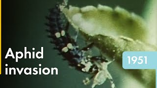 Green Apple Aphid  Shell Historical Film Archive [upl. by Neufer]