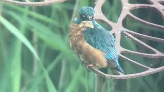 Kingfisher RSPB Rainham Marshes 300824 [upl. by Sisto]